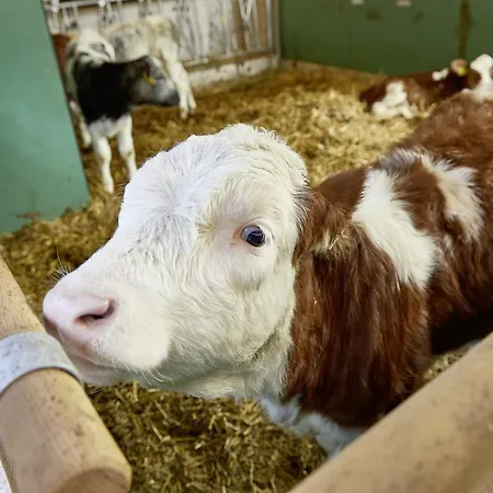 Hotel Habachklause Familien Bauernhof